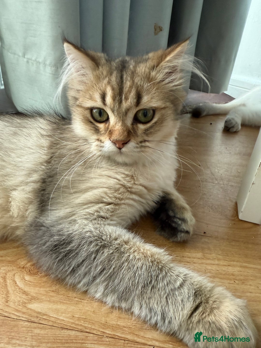 British Longhair cats for sale: British Longhair Kitten for sale  - Image 1
