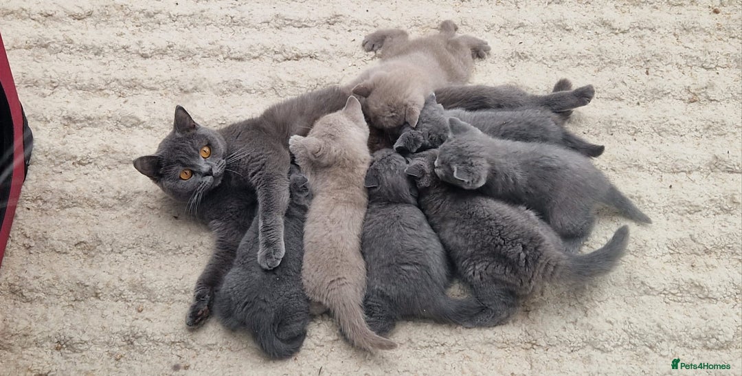 British Shorthair cats for sale: One kitten left British Blue Boy - Image 17