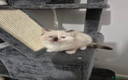 Ragdoll cats for sale: Pure ragdolls 2 flame point and 1 rare mink tortie - Image 6