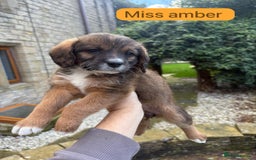 Mixed Breed dogs for sale: Outstanding Mini Saint Bernadoodle Puppies  - Image 4