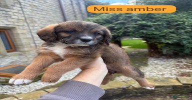 Mixed Breed dogs - Advert 6