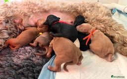 Australian Labradoodle dogs for sale: Healthy tested true Australian Labradoodle pups - Image 3