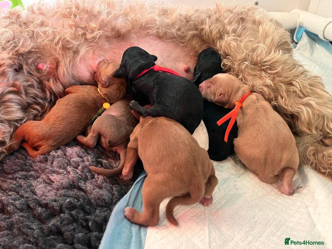 Australian Labradoodle dogs for sale: Healthy tested true Australian Labradoodle pups - Image 3