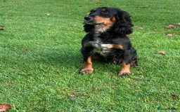 Cockapoo dogs for sale: Miniature cockapoos - Image 15