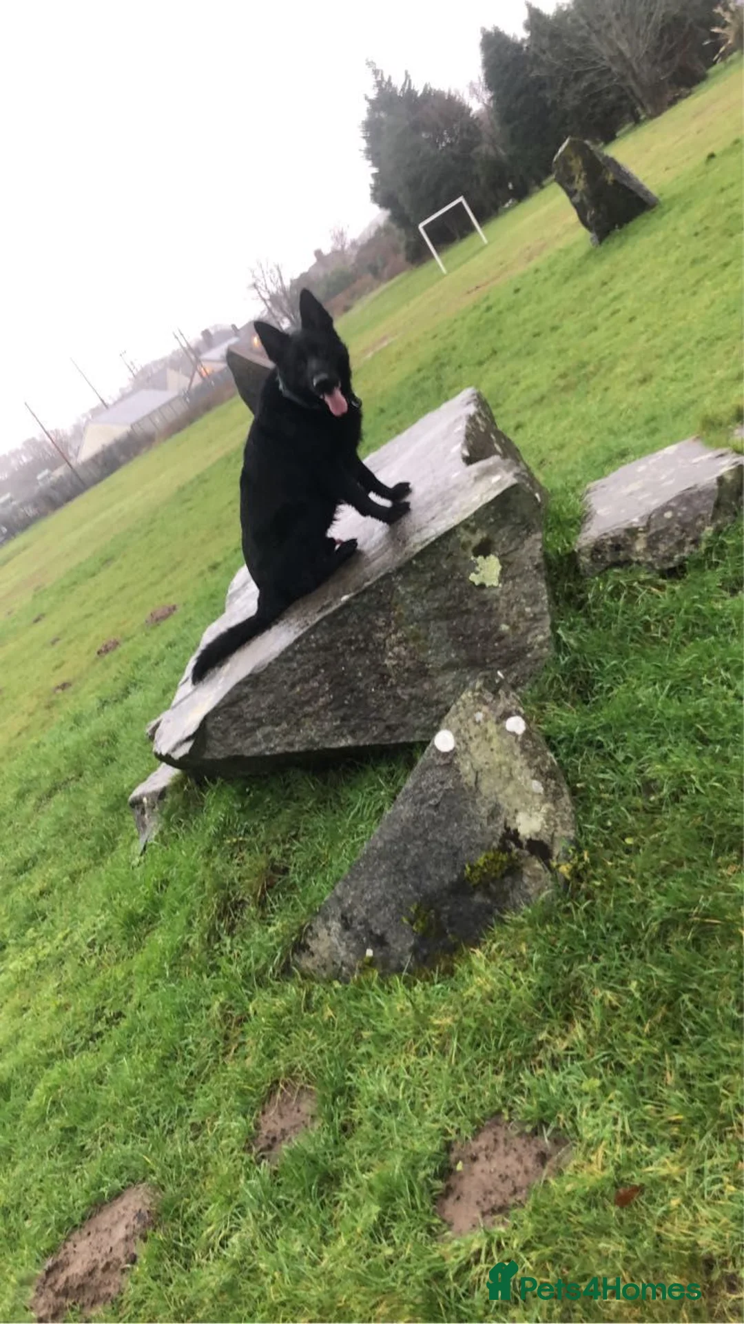 German Shepherd dogs for stud: proven black german sheperd for stud in Stoke-on-Trent - Advert 2