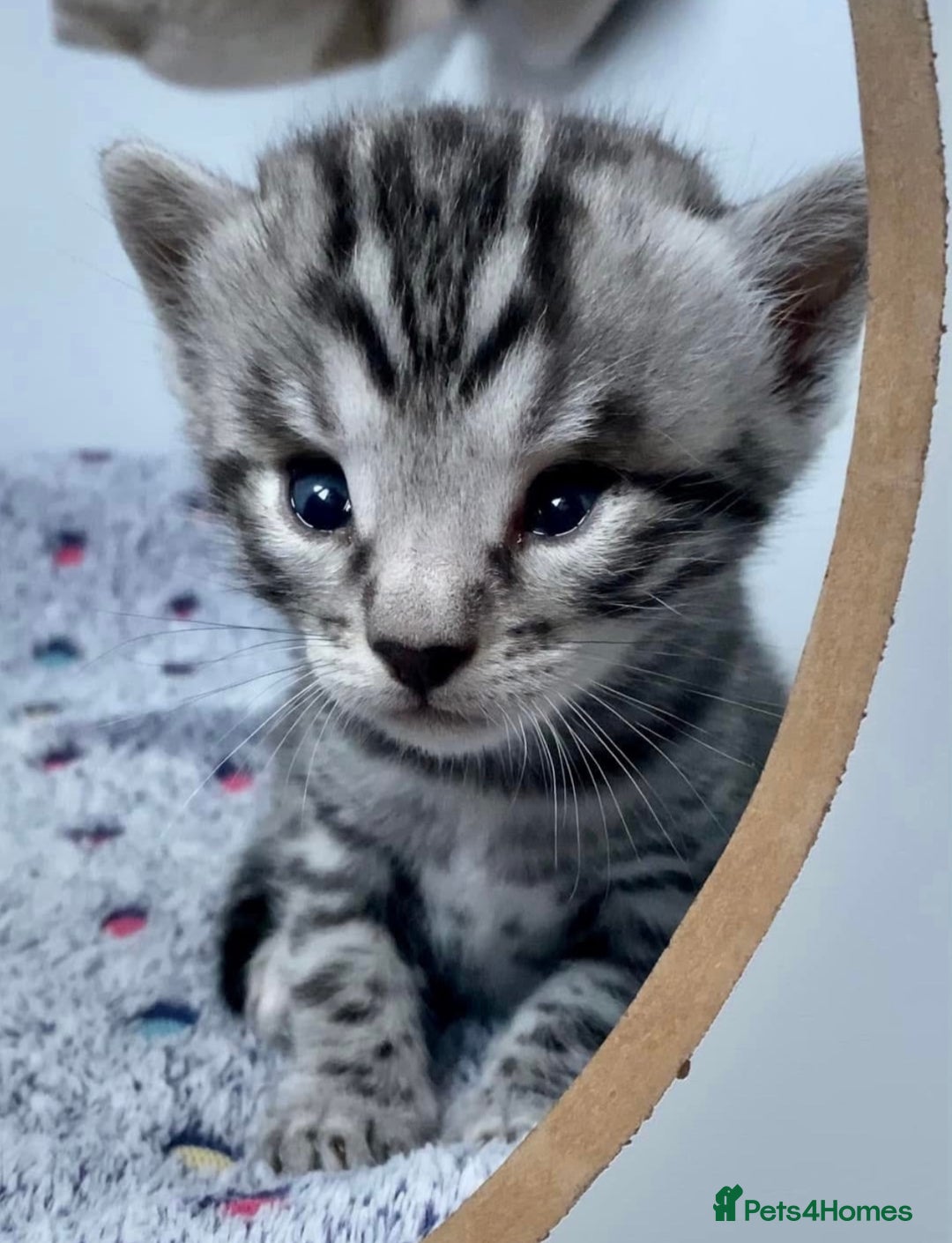 Bengal cats for sale: ⭐️Silver (black) Spotted Bengal TICA registered ⭐️ - Advert 7