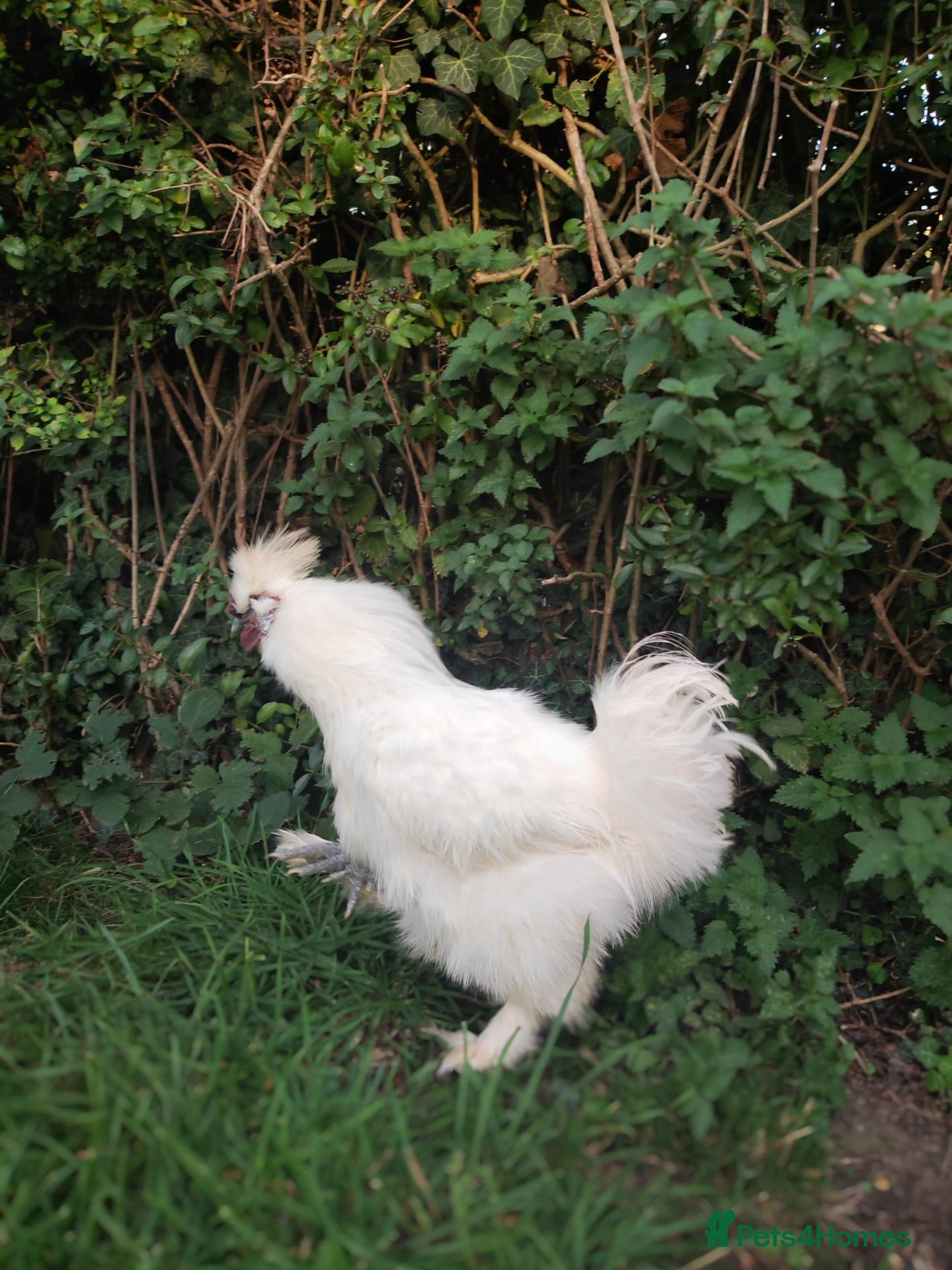 Chickens poultry for sale: Silkie, wayandotte chicken - Advert 1