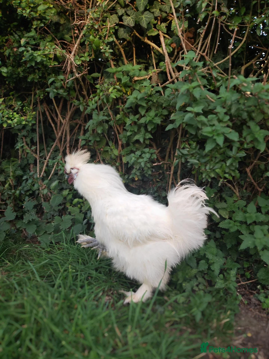 Chickens poultry for sale: Silkie, wayandotte chicken in King's Lynn - Advert 1