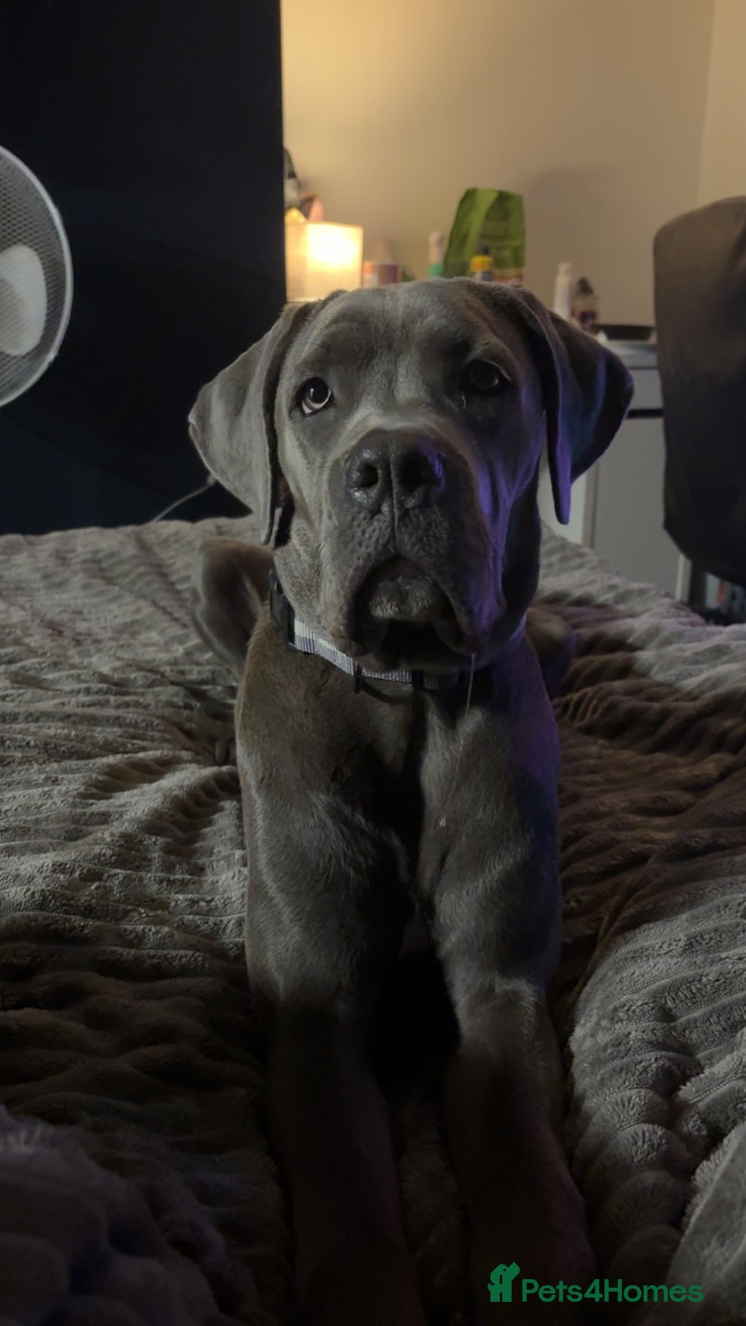 Cane Corso dogs for sale: Cane Corso Female - Advert 9