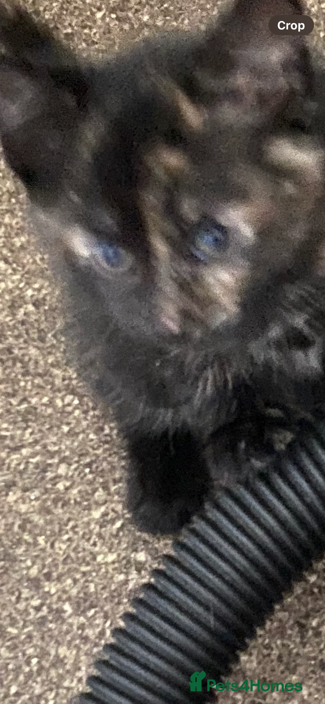 Mixed Breed cats for sale: Beautiful kittens for sale  - Image 4