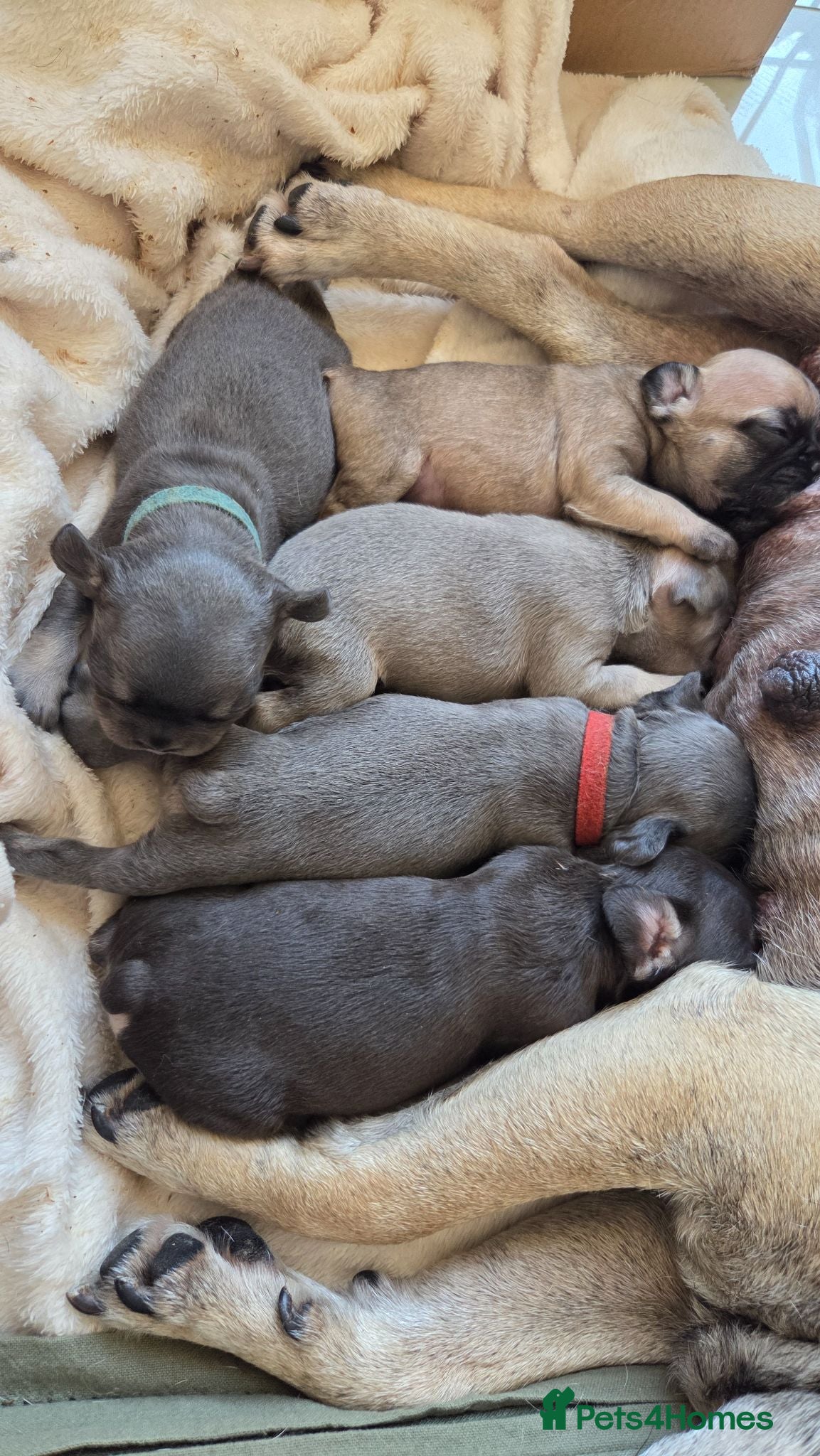 French Bulldog dogs 3 week old frenchies - Advert 3