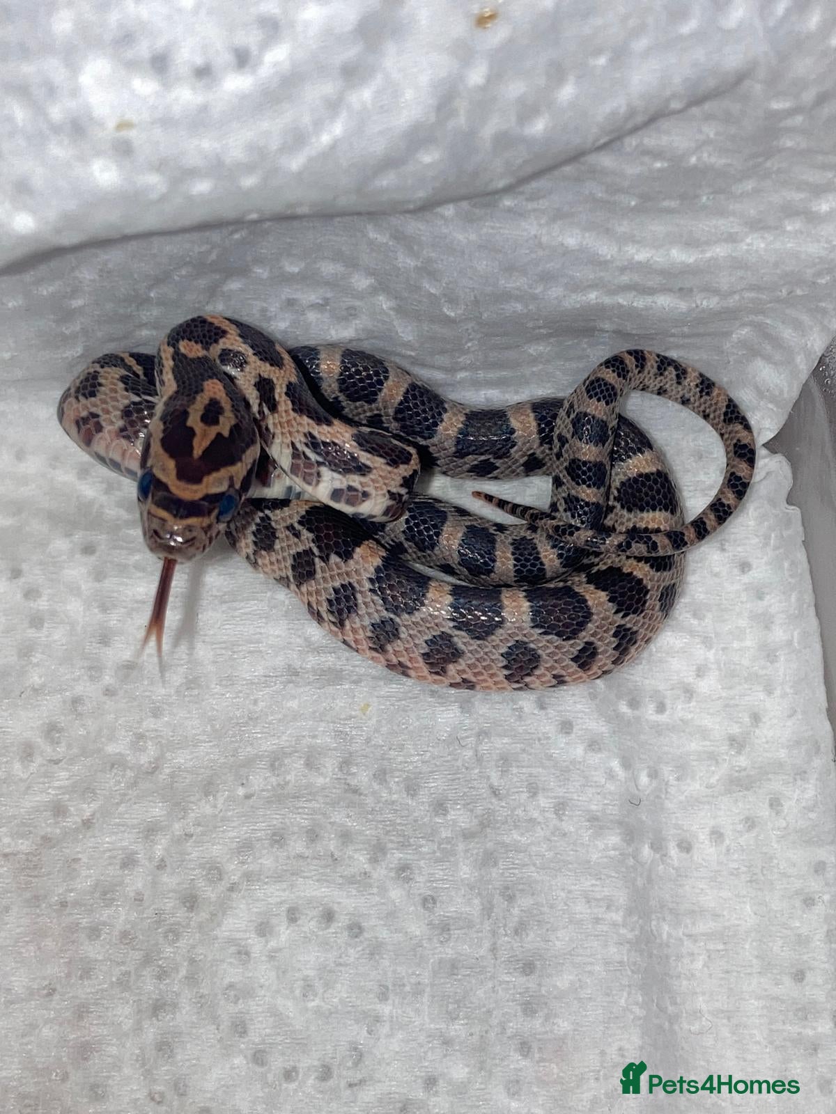 Corn Snake reptiles Baby corn snakes - Advert 2