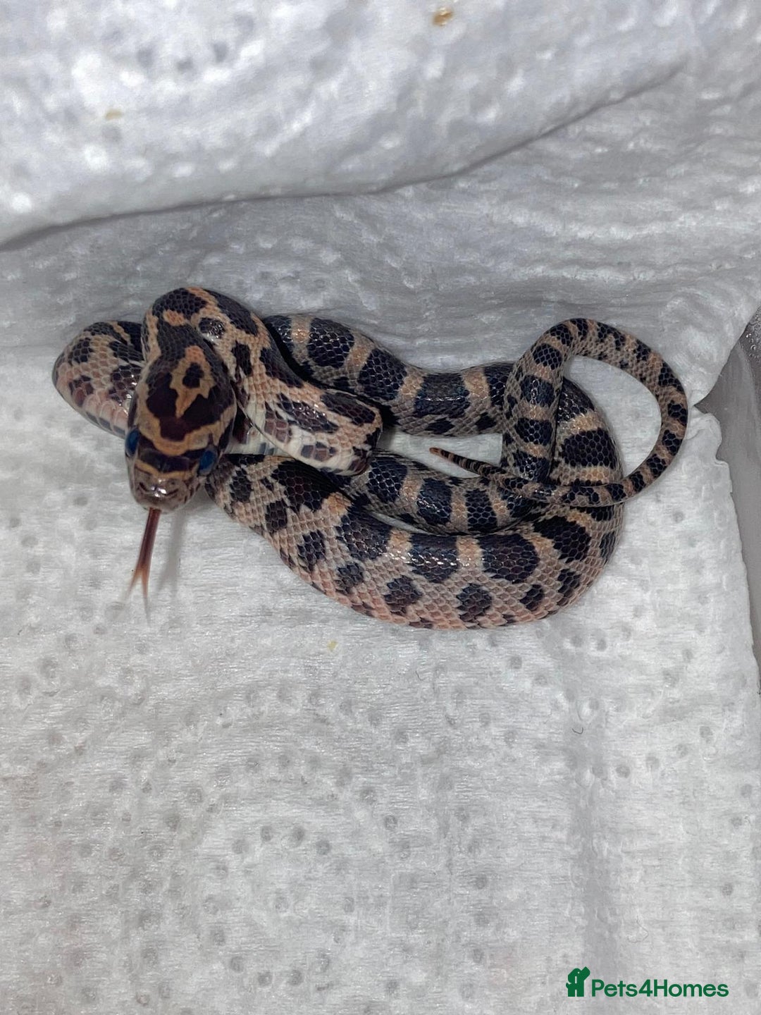 Corn Snake reptiles for sale: Baby corn snakes - Advert 1