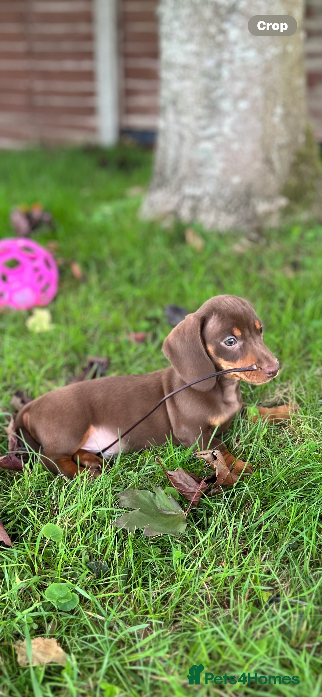 Dachshund dogs for sale: Beautiful Dachshund puppies  - Image 5