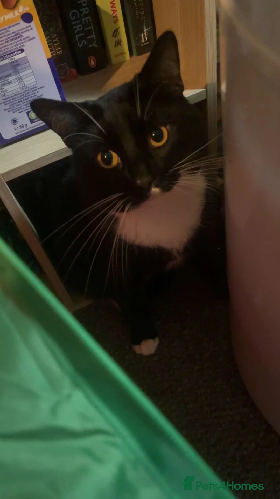 Mixed Breed cats for sale: Black and white male cat - Advert 2