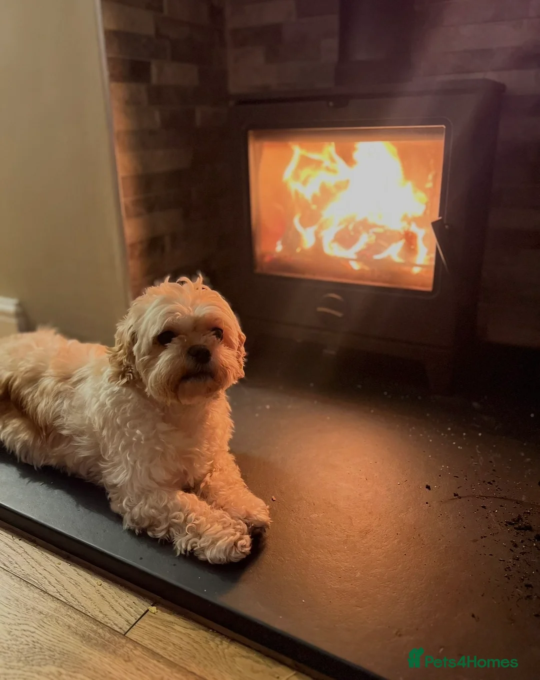 Shihpoo dogs for sale: 5 x female F1b Shihpoo pups - Advert 12