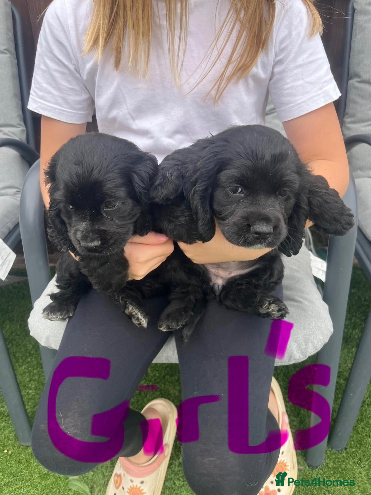 Cocker Spaniel dogs Cocker spaniel puppies - Advert 2