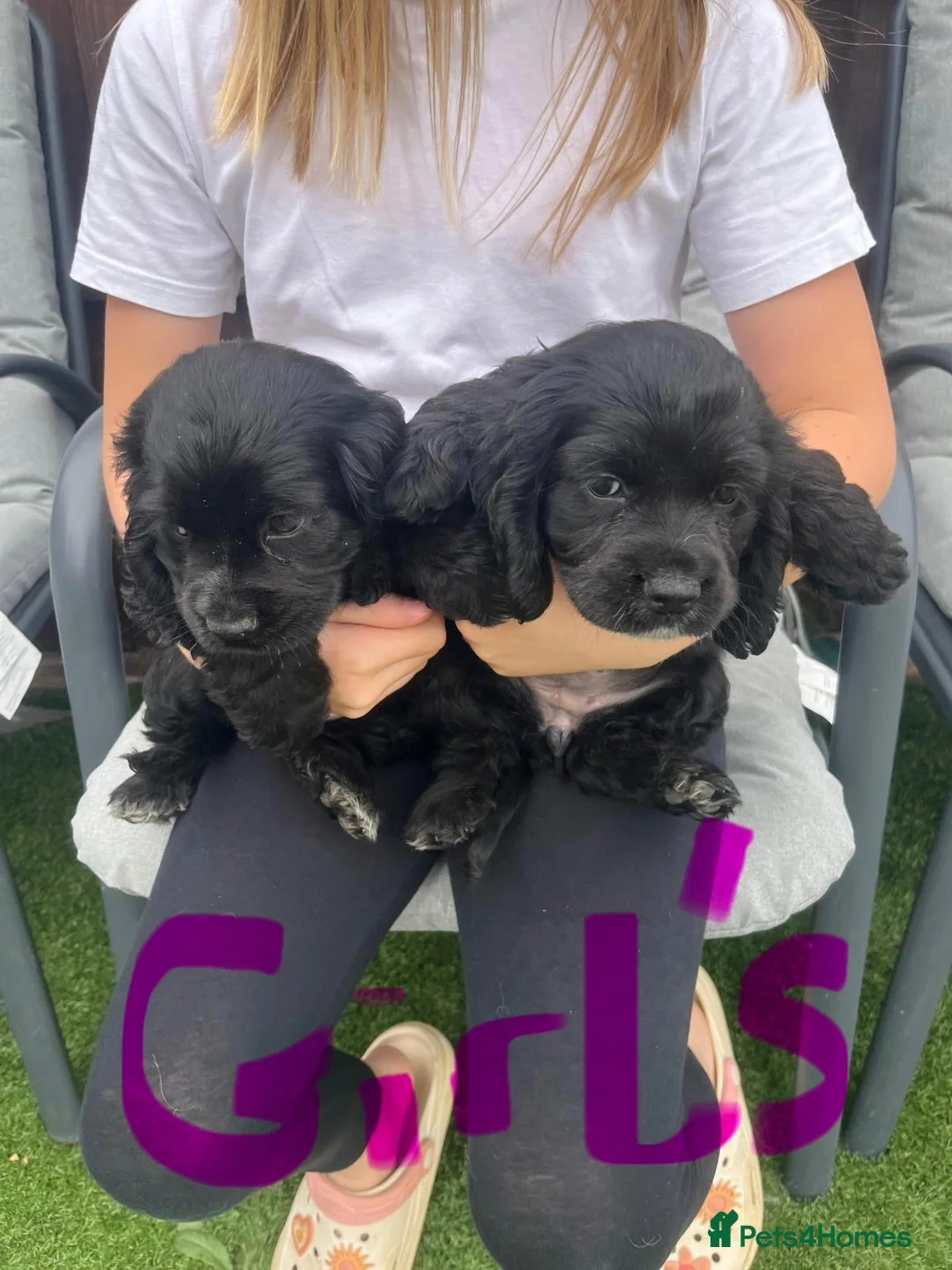 Cocker Spaniel dogs for sale: Cocker spaniel puppies in Wymondham - Advert 2