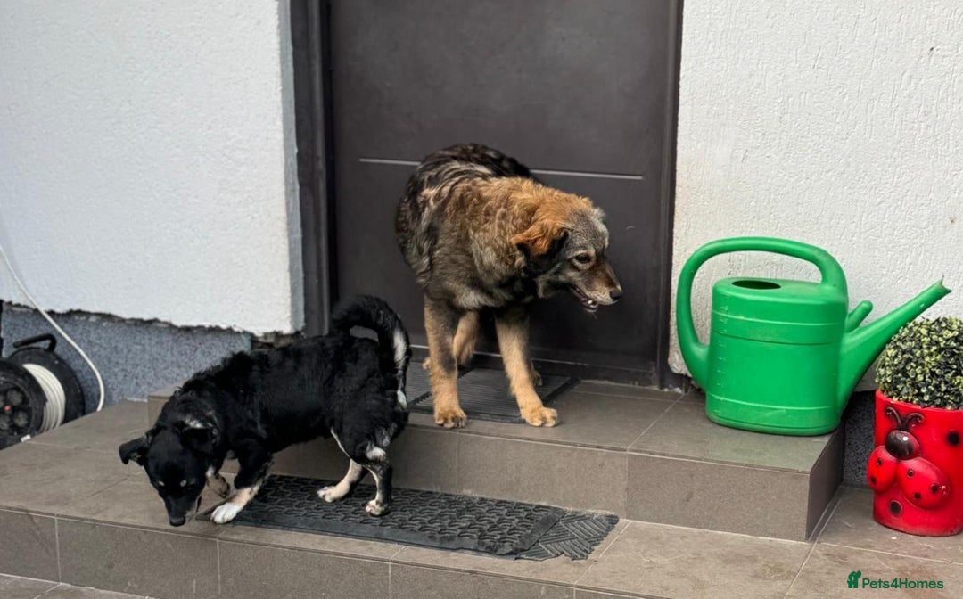Mixed Breed dogs for adoption: RITA – a Superb young Girl for a Loving Home - Advert 29