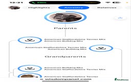 American Bull Staffy dogs for stud: Staffy cross (Snoop) - Image 3