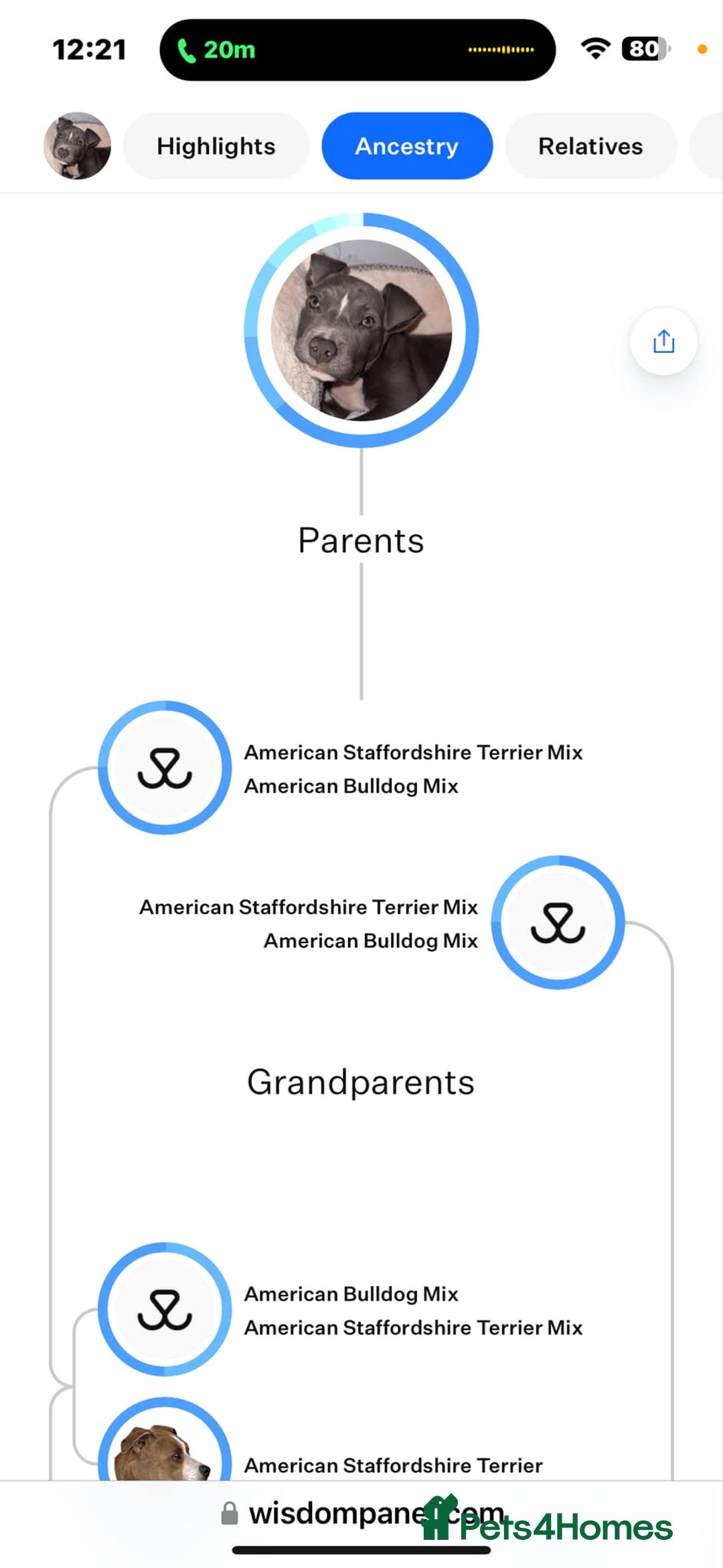 American Bull Staffy dogs for stud: Staffy cross (Snoop) - Image 3