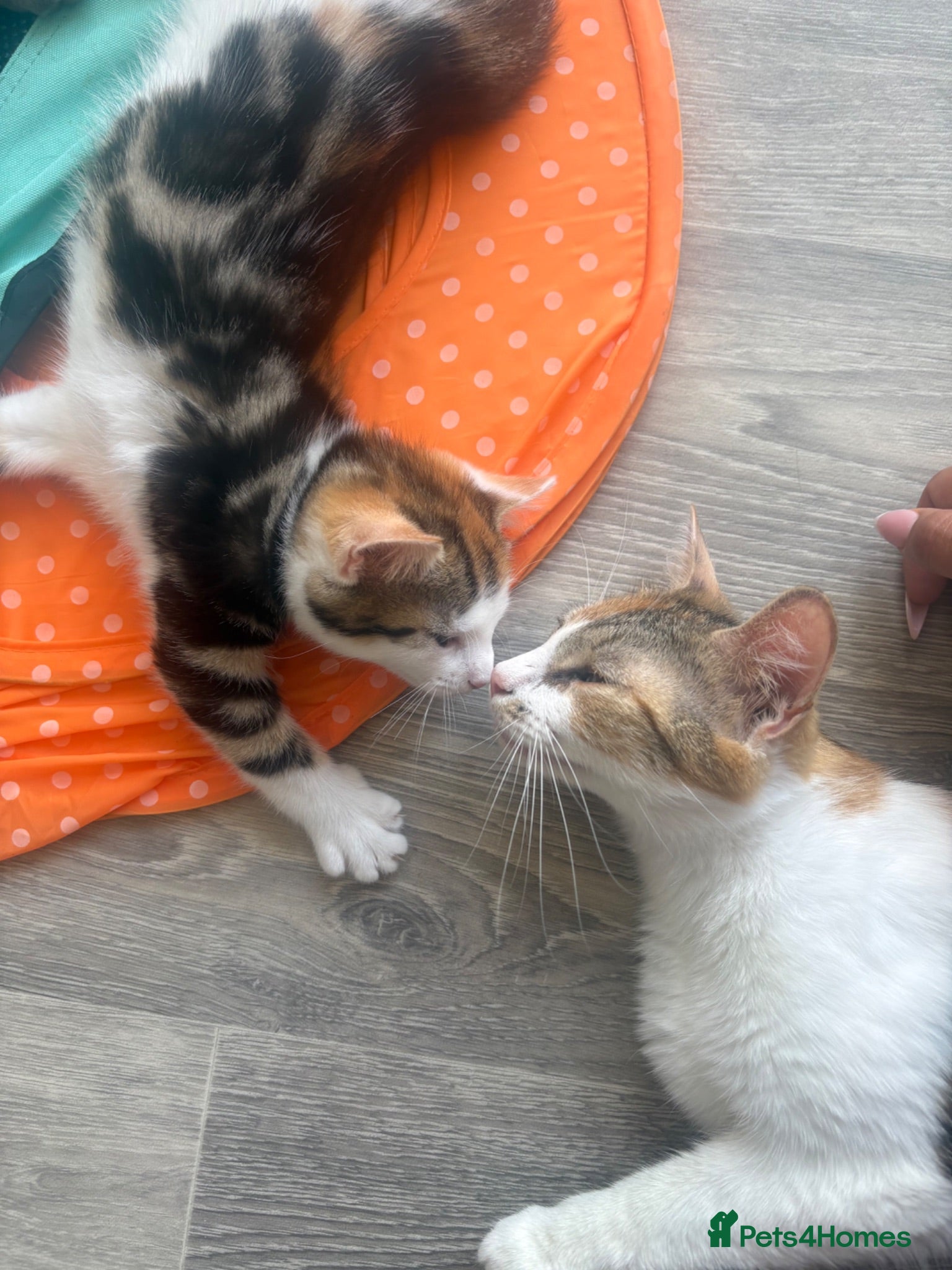 Mixed Breed cats 1 female mixed bengal kitten ready to go  - Advert 4