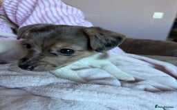 Jack Russell dogs for sale: Jack russel pup for sale  - Image 7