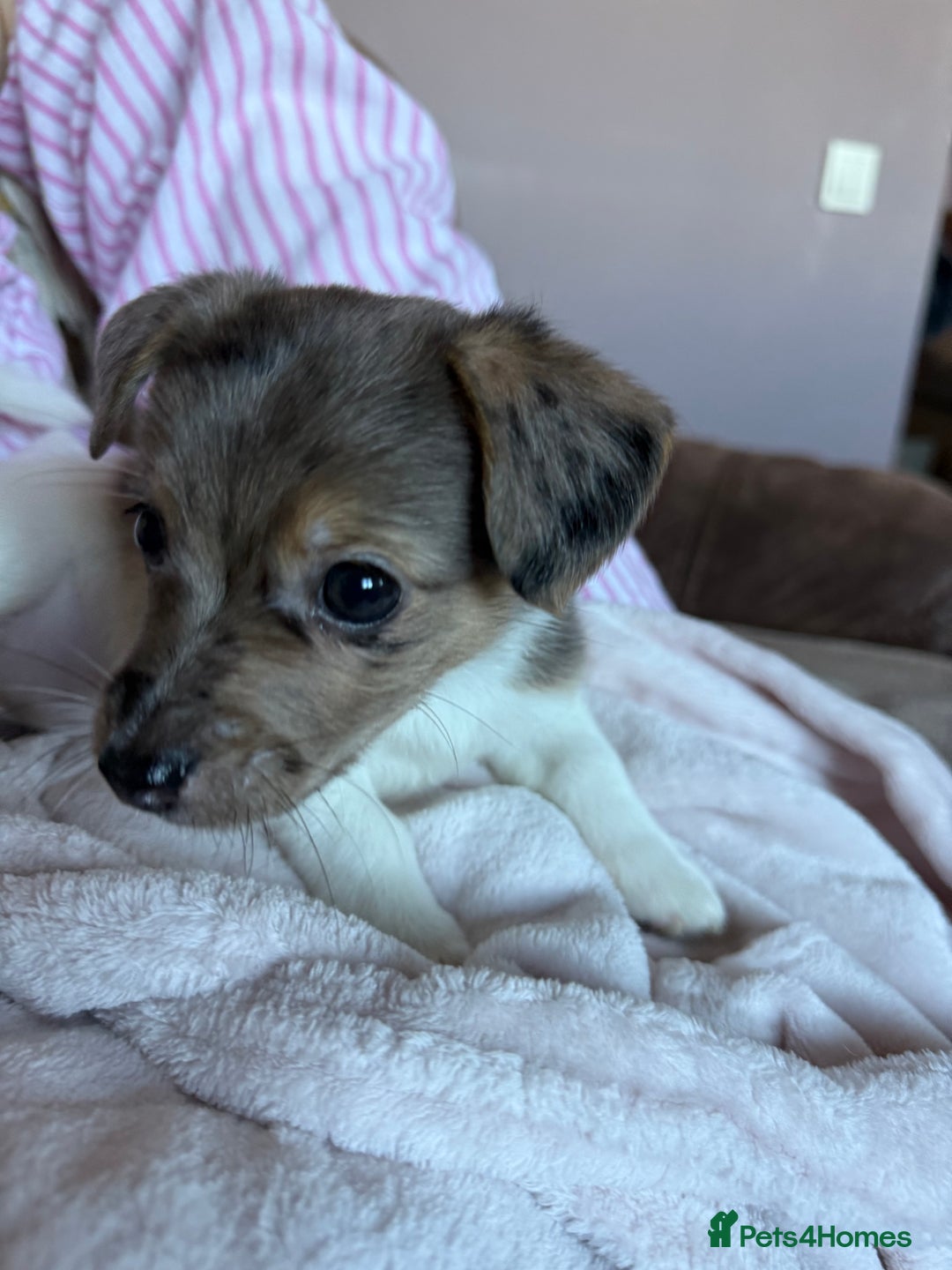 Jack Russell dogs for sale: Jack russel pup for sale  - Image 7