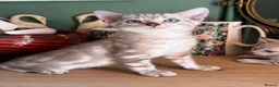 Bengal cats for sale: Rare Seal Lynx Silver Marble Bengal Kittens - Advert 2