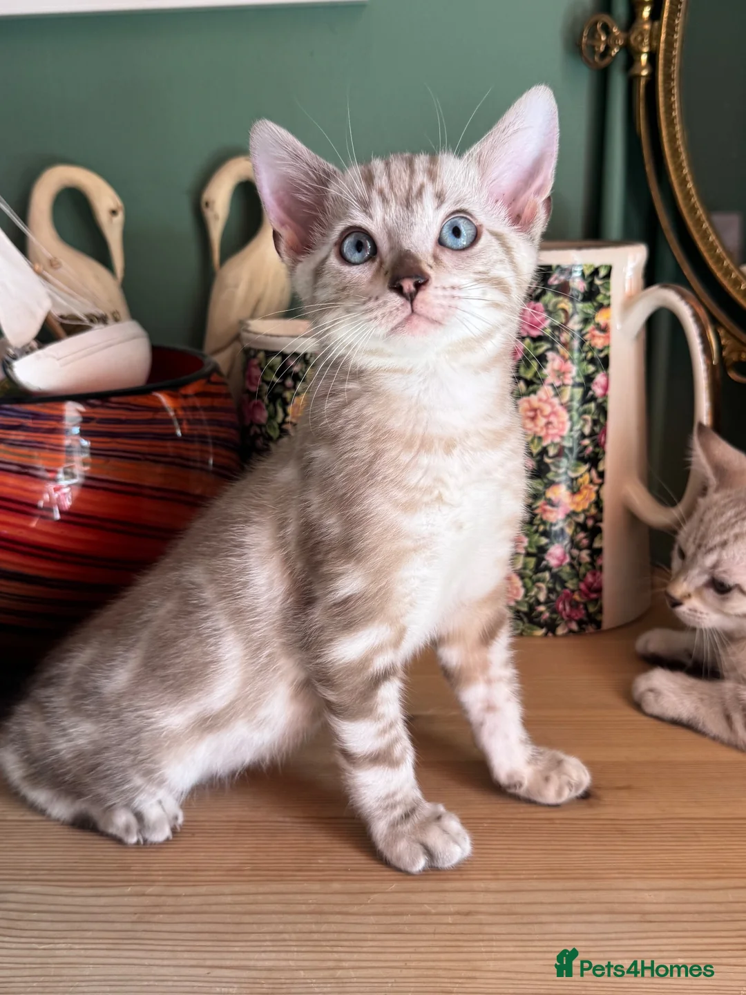 Bengal cats for sale: Rare Seal Lynx Silver Marble Bengal Kittens - Advert 2