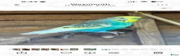 Budgerigars birds for sale: 7 semi-tame budgies  in Weymouth - Advert 2