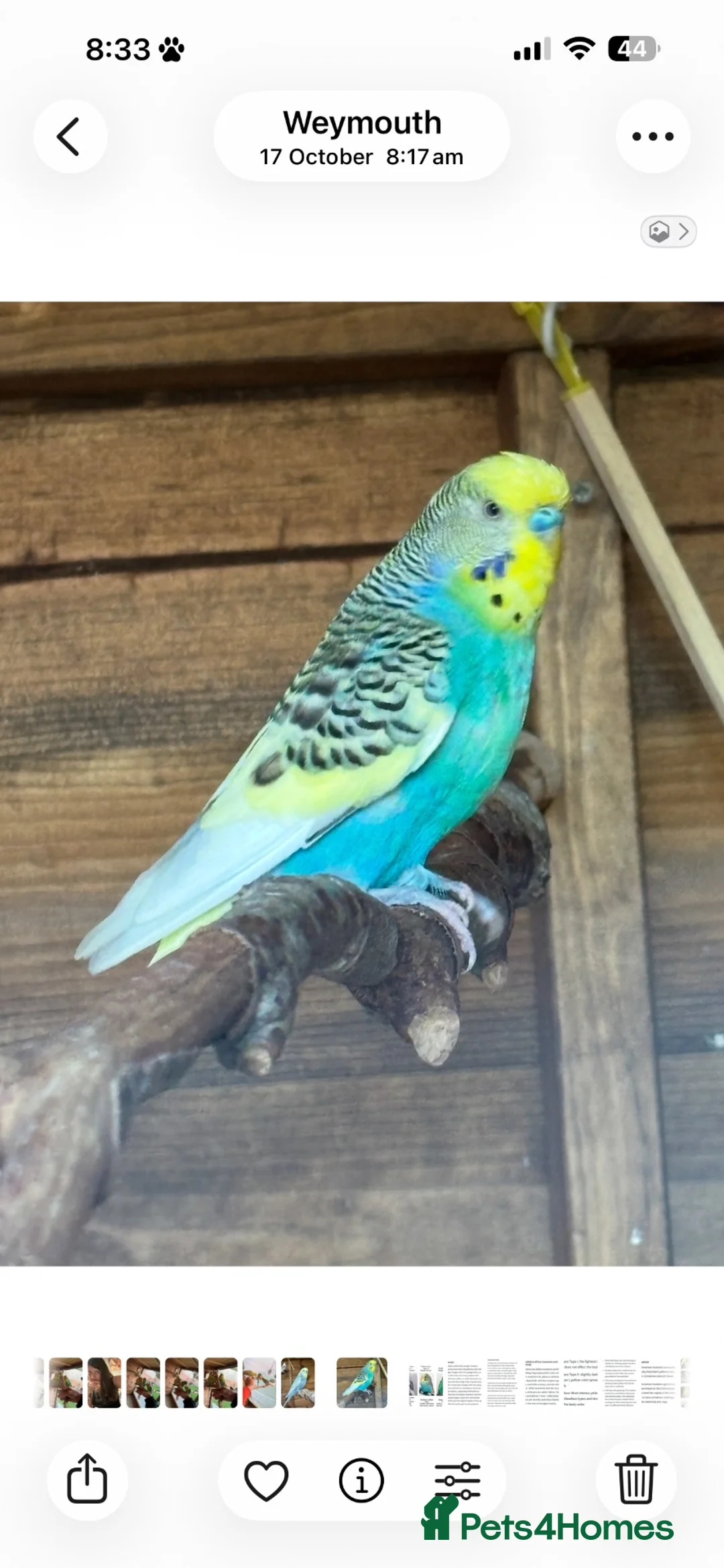 Budgerigars birds for sale: 7 semi-tame budgies  in Weymouth - Advert 2