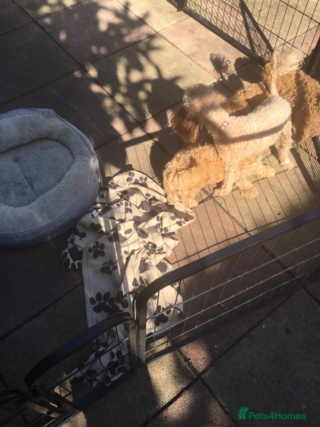 Toy Poodle dogs for sale: Adorable Pedigree Red Toy Poodles - Advert 13