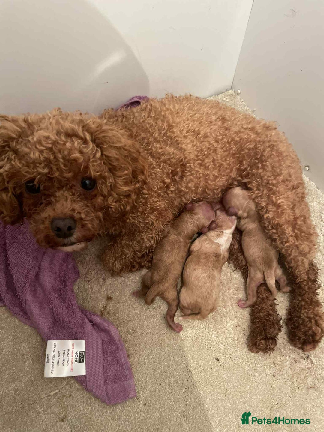 Cavapoo dogs for sale: Cavapoo puppies  - Advert 2