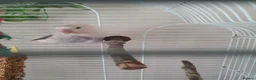 Lovebirds birds for sale: Fischers lovebird hen not tame - Advert 1