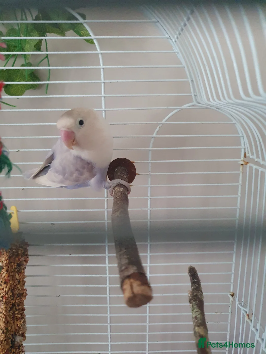 Lovebirds birds for sale: Fischers lovebird hen not tame - Advert 1