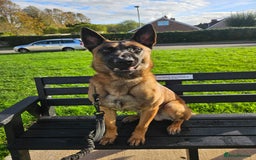 Belgian Shepherd Dog dogs for sale: Belgium Malinos shepard puppys - Image 18