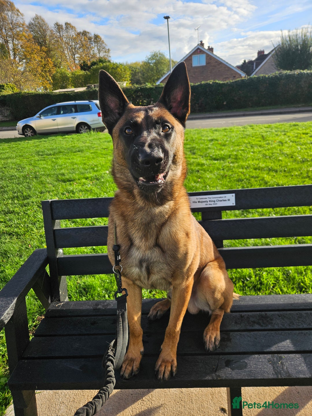 Belgian Shepherd Dog dogs for sale: Belgium Malinos shepard puppys - Image 18