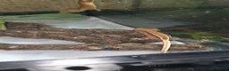 Gecko reptiles for sale: Crested geckos PLEASE READ THE DESCRIPTION - Advert 1