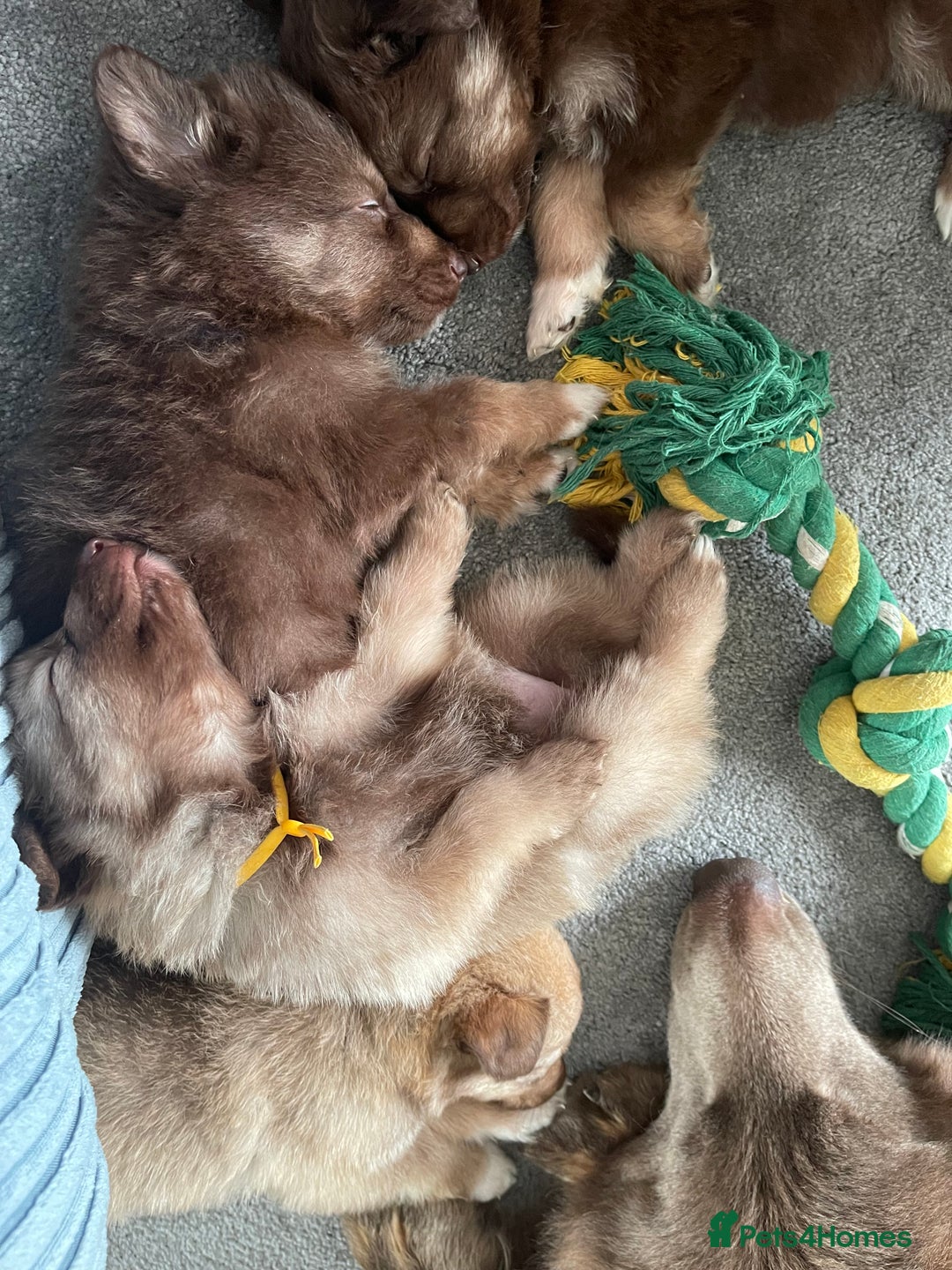 Mixed Breed dogs for sale: Border collie x German shepherd puppies - Image 16