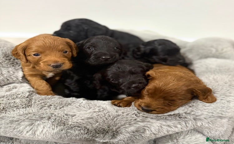 Cockapoo dogs - Advert 12