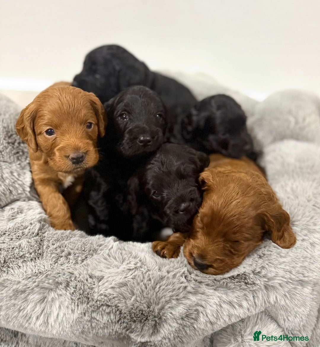 Cockapoo dogs for sale: Stunning F1 Cockpoo puppies - Image 1