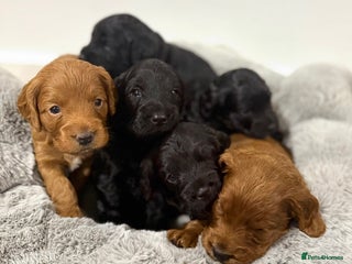 Cockapoo dogs - Advert 4