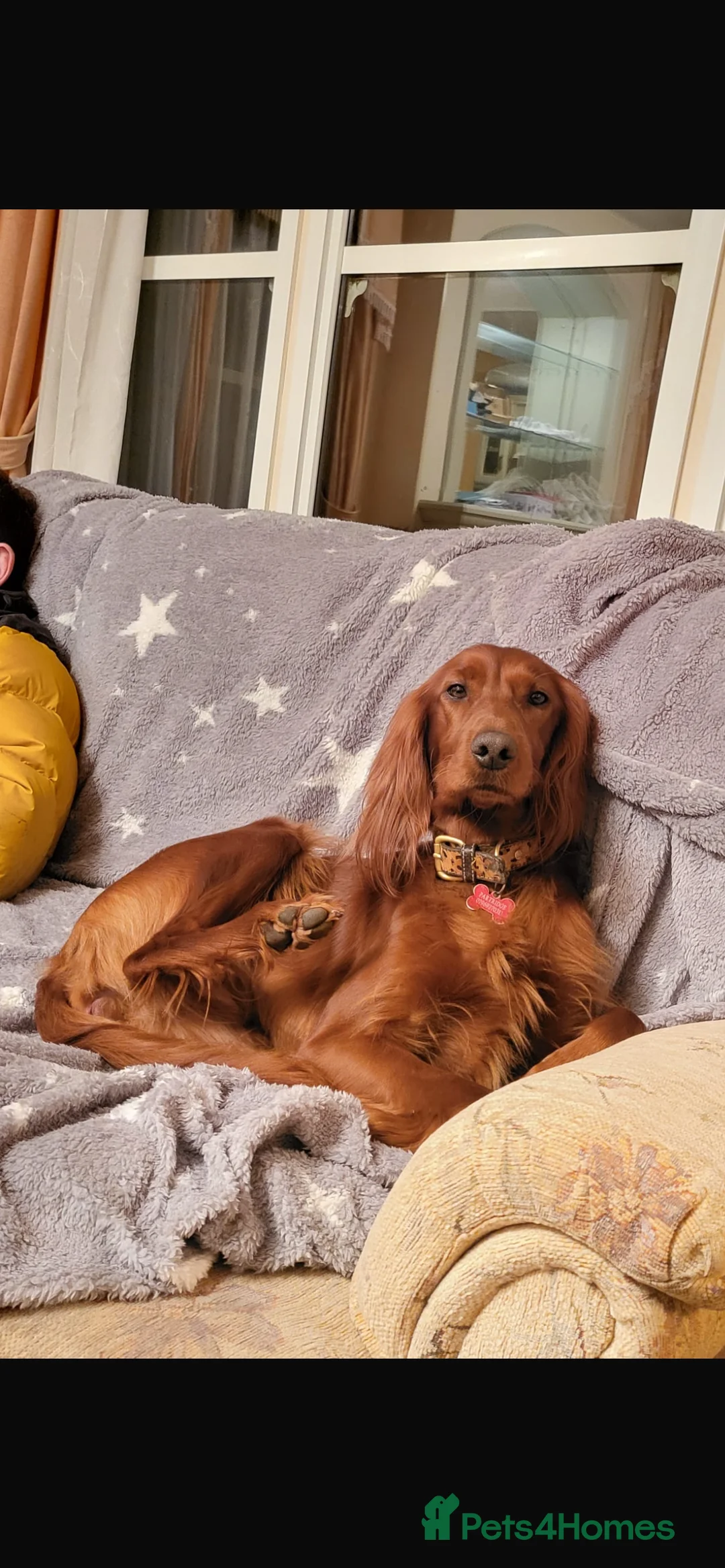 Irish Doodle dogs for sale: Beautiful Irish doodle puppies  - Advert 9