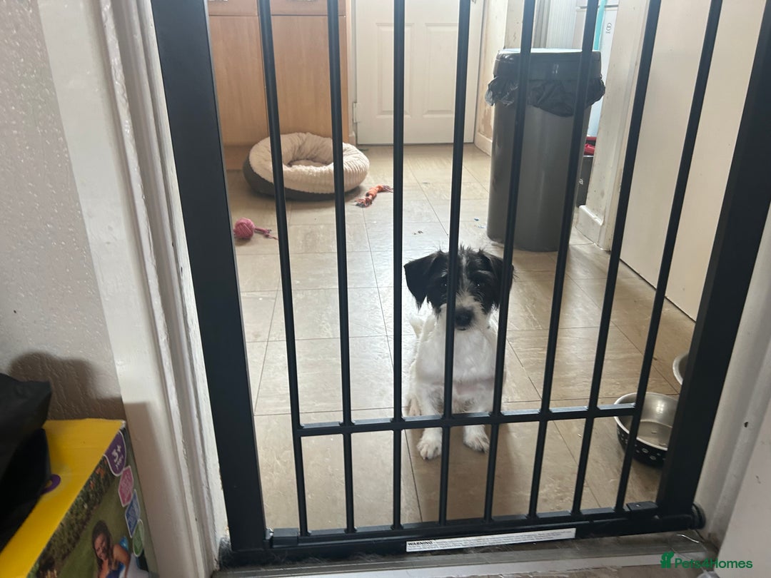 Mixed Breed dogs for sale: Jack russell x shih tzu male - Advert 1