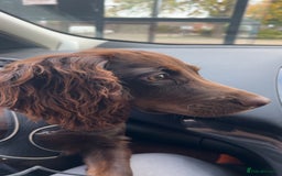 Cocker Spaniel dogs for sale:   Gorgeous working cocker spaniel for sale  - Image 3