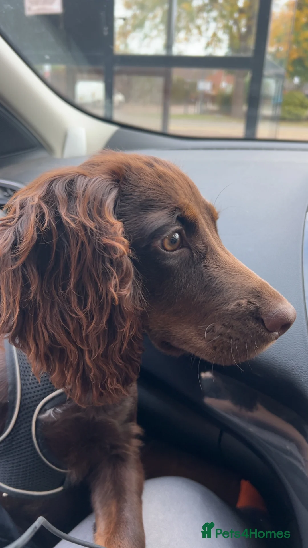 Cocker Spaniel dogs for sale:   Gorgeous working cocker spaniel for sale  - Advert 3