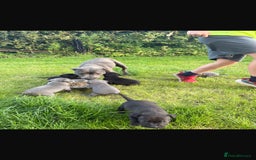 Staffordshire Bull Terrier dogs for sale: Beautiful staffordshire bull terrier puppies  - Image 8