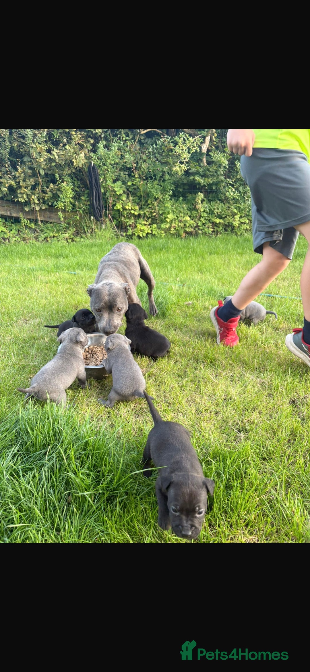 Staffordshire Bull Terrier dogs for sale: Beautiful staffordshire bull terrier puppies  - Image 8