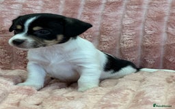 Jack Russell dogs for sale: Quality litter of beautiful Jack Russell puppies  - Image 11